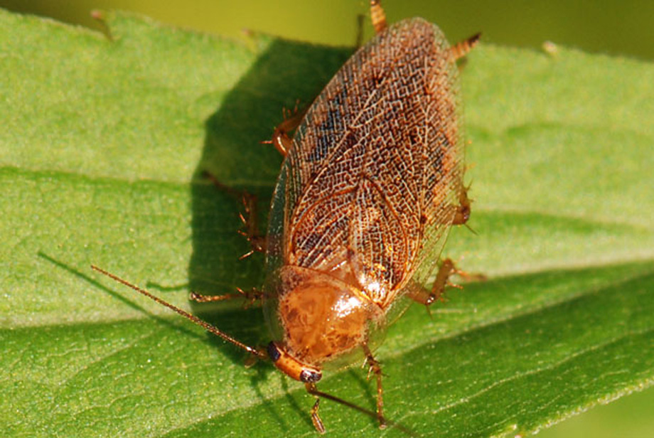 Ectobius sp.